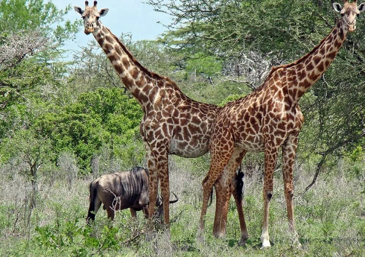 3 Days Selous Adventure Mid-range Safari – photo 8
