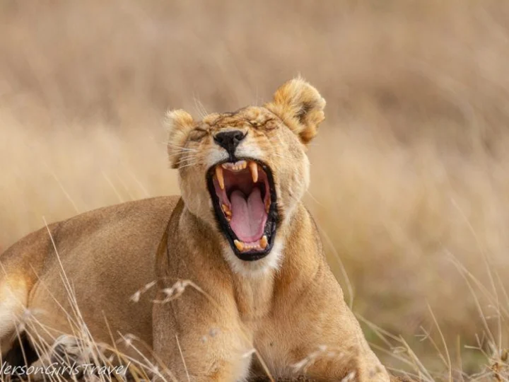 5 Days Ngorongoro & Serengeti Safari – photo 4