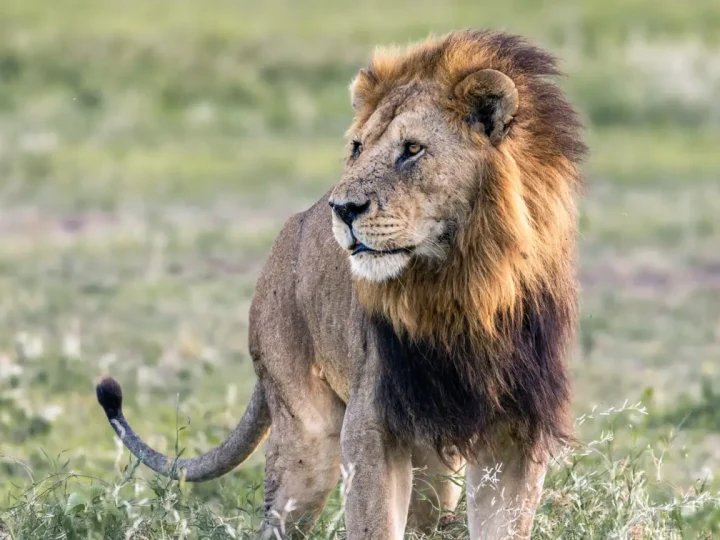 5 Days Tanzania Mid-range Safari – photo 4