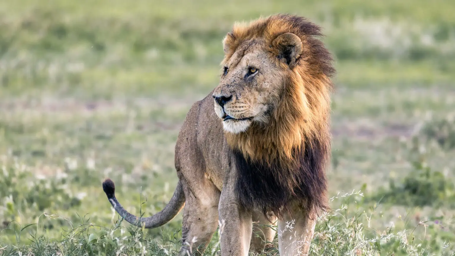 5 Days Tanzania Mid-range Safari – photo 4