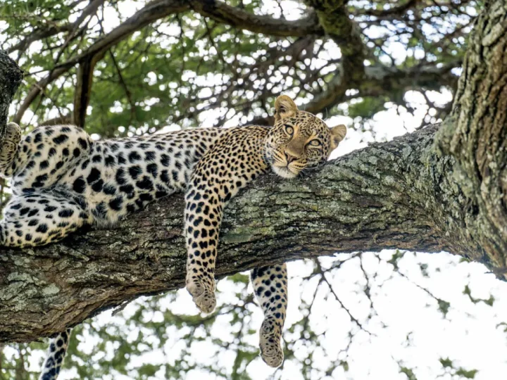 14 Days Ultimate Tanzania Safari – photo 5