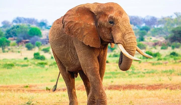 4 Days Serengeti Wildlife Adventure – photo 5