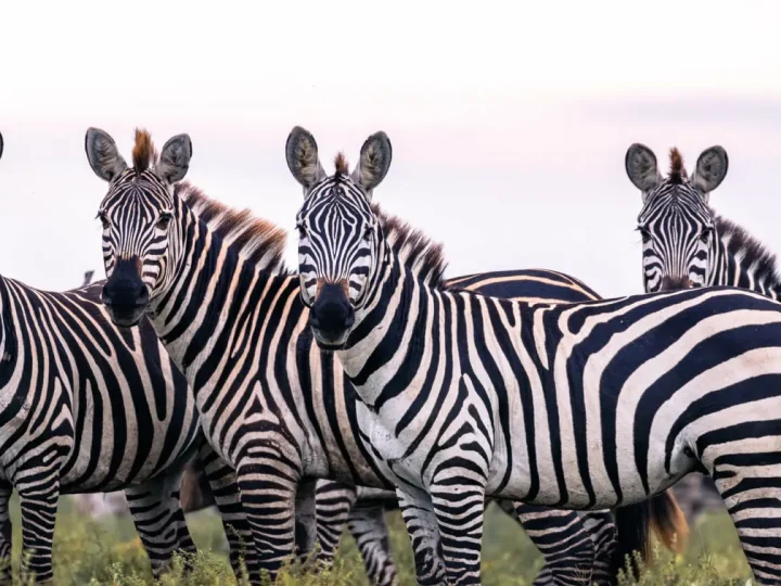 3 Days Serengeti Adventure Safari – photo 6