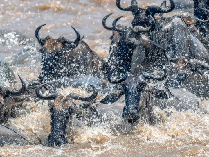 4 Days Ndutu Migration Safari Calving Season – photo 4