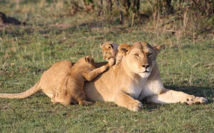 4 Days Serengeti Wildlife Adventure – photo 2