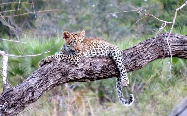 4 Days Serengeti Wildlife Adventure – photo 4