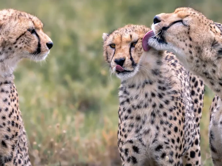 7 Days Tanzania Explorer Safari – photo 2