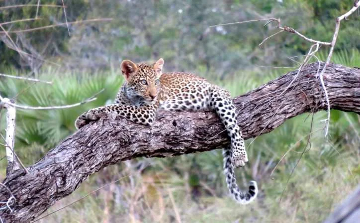 7 Days  Tanzania Explorer Safari – photo 2