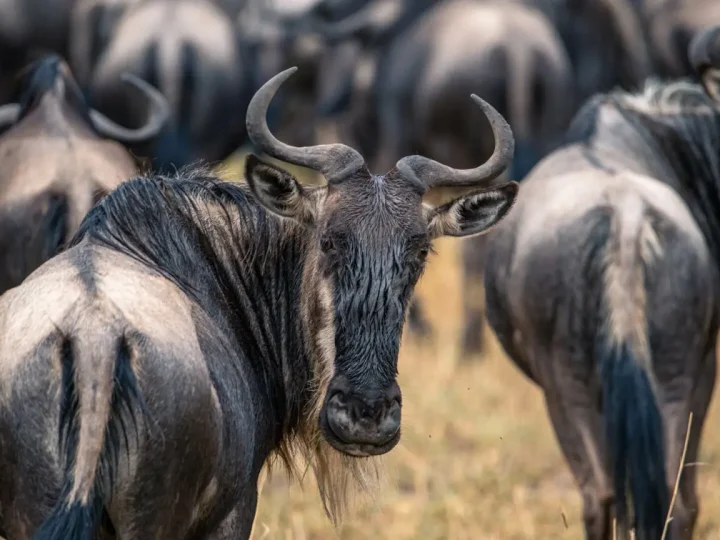 7 Days Tanzania Explorer Safari – photo 3