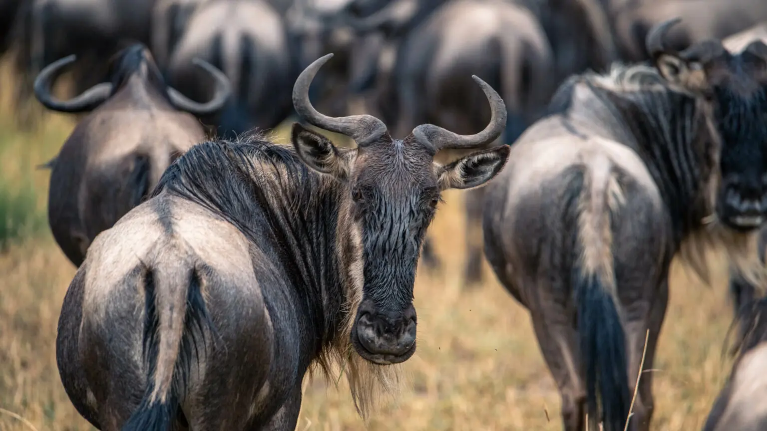 7 Days  Tanzania Explorer Safari – photo 3