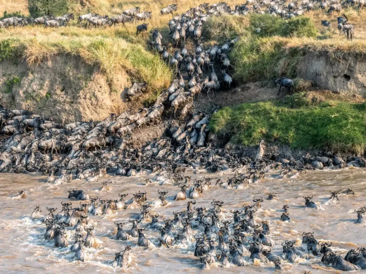 4 Days Ndutu Migration Safari Calving Season – photo 6