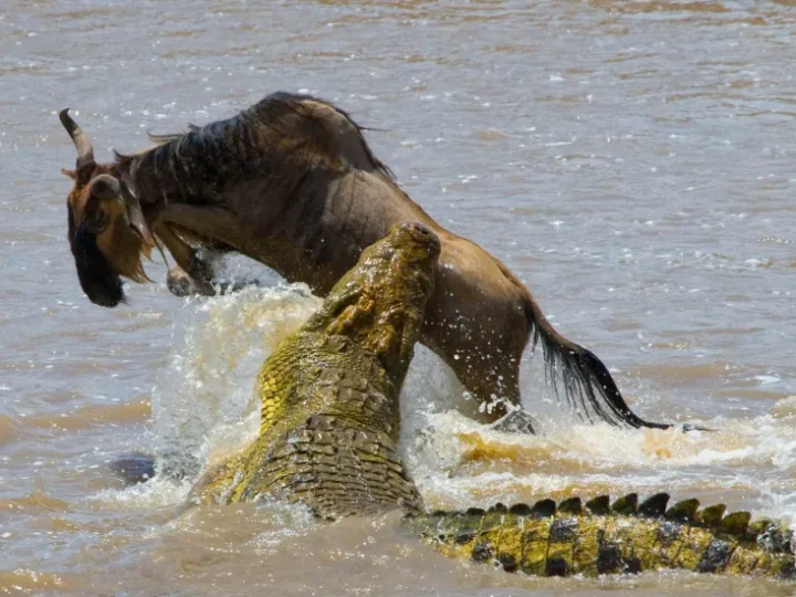 3 Days Serengeti Adventure Safari – photo 7