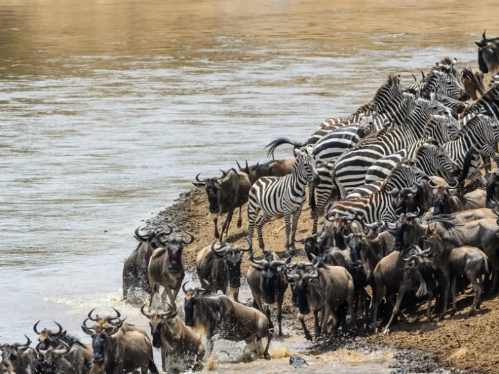 3 Days Serengeti Adventure Safari – photo 3