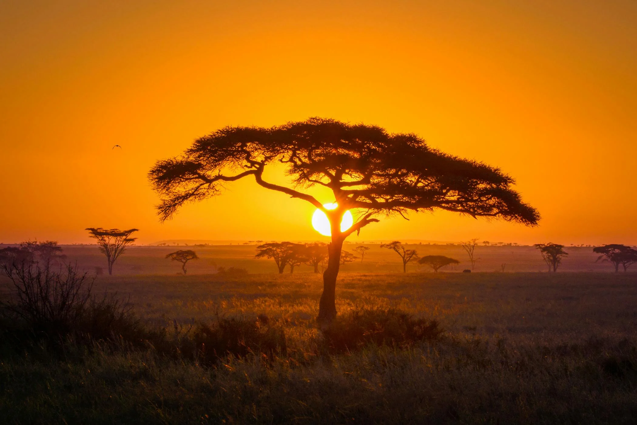 Serengeti Sunsets