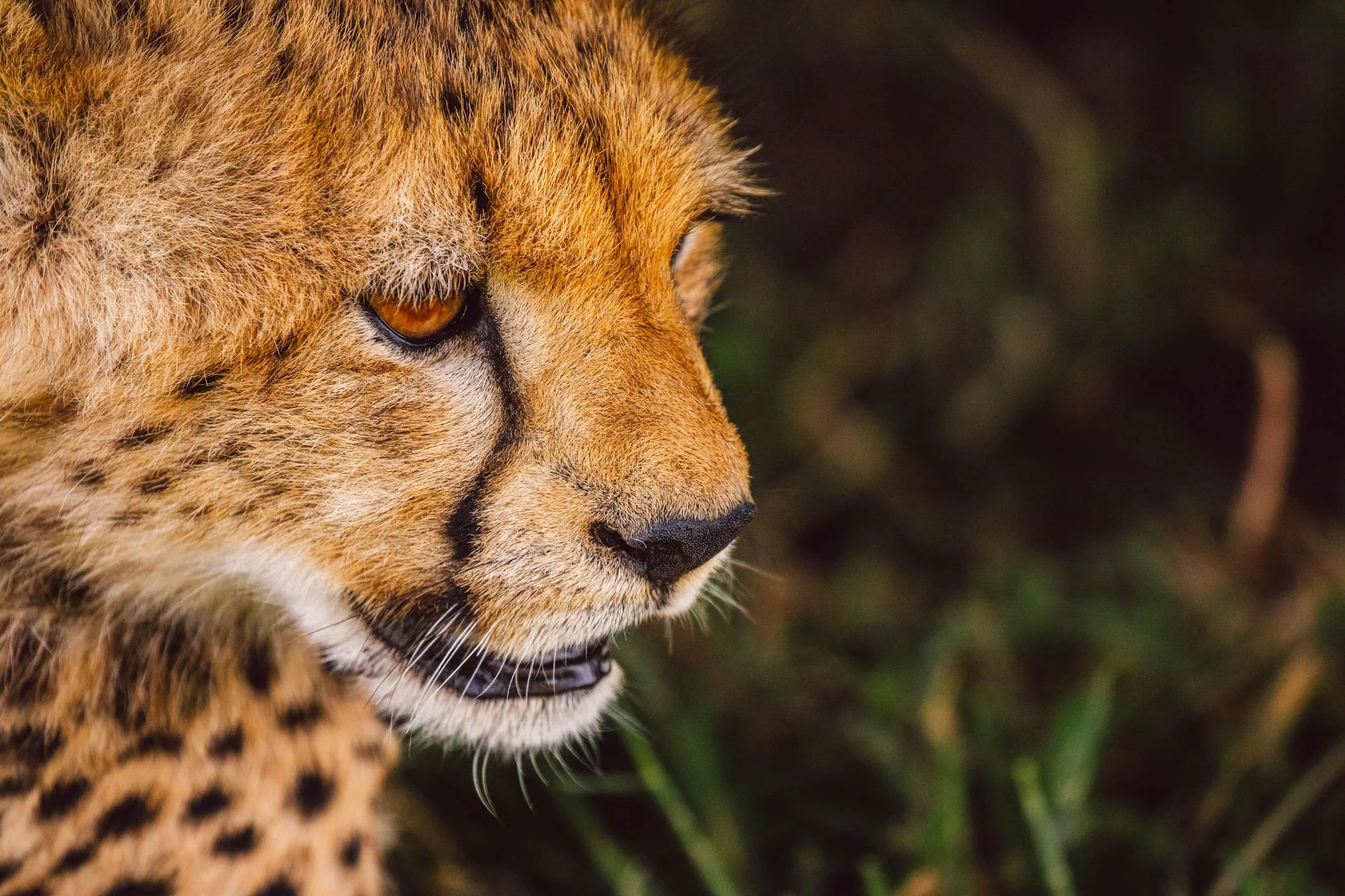 Face to Face with Big Cats