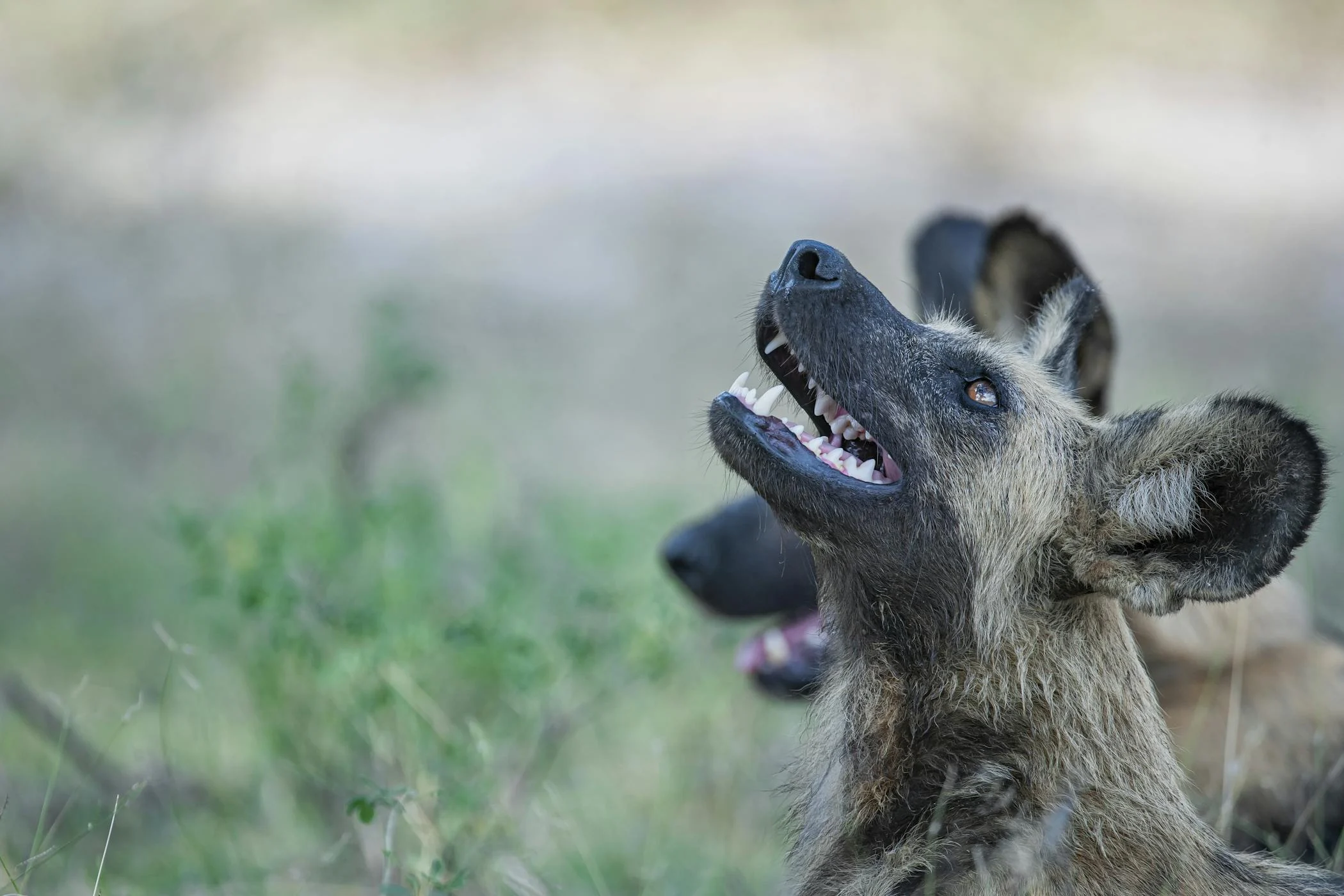 Discover Tanzania’s Wild South