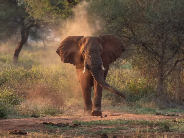 14 Days Ultimate Tanzania Safari – photo 2
