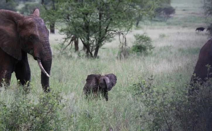 14 Days Ultimate Tanzania Safari – photo 2
