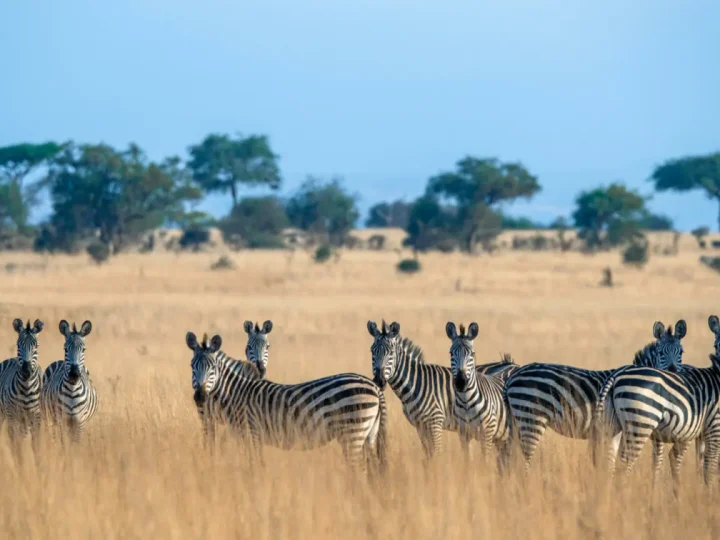10 Days Serengeti Wildebeest Migration Safari – photo 2