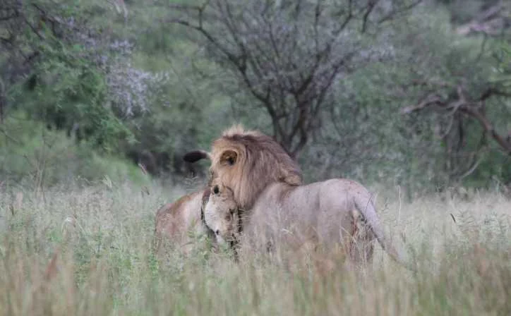 10 Days Serengeti Wildebeest Migration Safari – photo 2