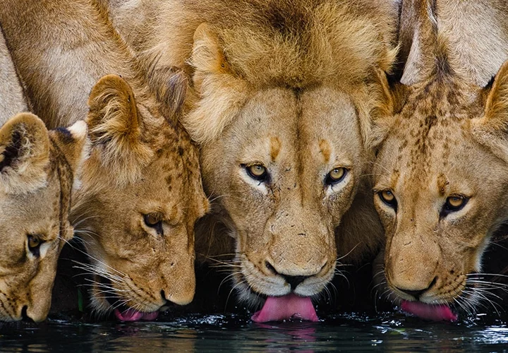 5 Days Exclusive South Africa Safari – photo 2