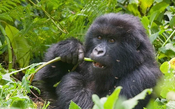 4 Days Gorilla and Cultural Safari – photo 5