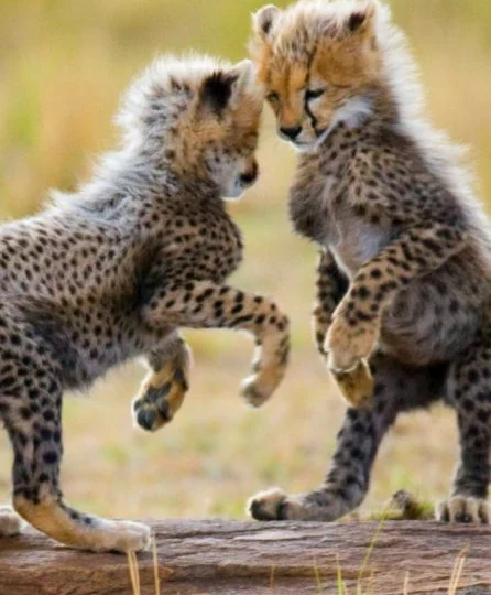 5 Days Kenya Express Safari – photo 7