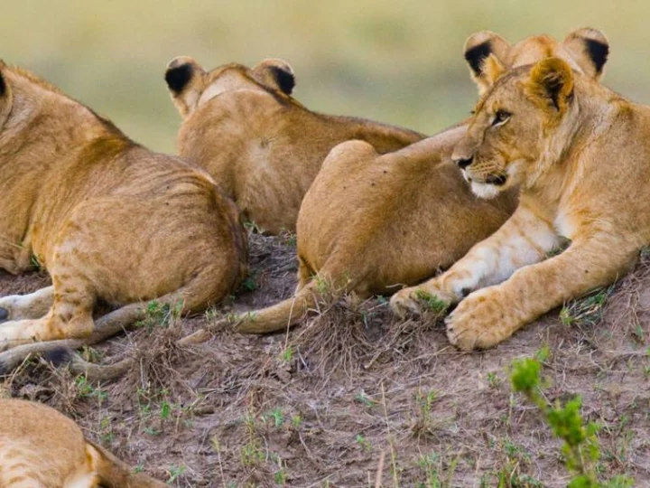 7 Days Magical Kenya Safari – photo 5