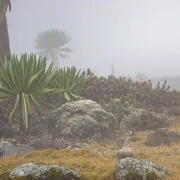 Misty Afro-alpine vegetation in the Bale Mountains National Park, Ethiopia
