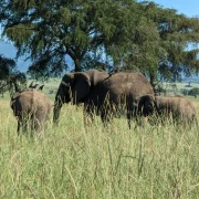 Elephants on the savannah of Kidepo Valley National Park, Uganda