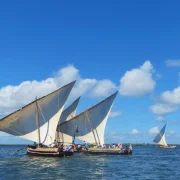 Traditional dhows sailing off Lamu, Kenya