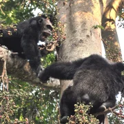 Chimpanzees in a fig tree in Mahale Mountains National Park, Tanzania