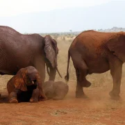 Elephants dusted in red earth after a mud bath in Tsavo East National Park, Kenya